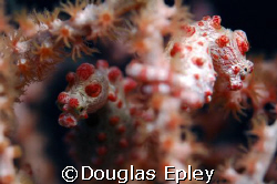 2 pygmy seahorses, one of the poor guys was pregnant too,... by Douglas Epley 